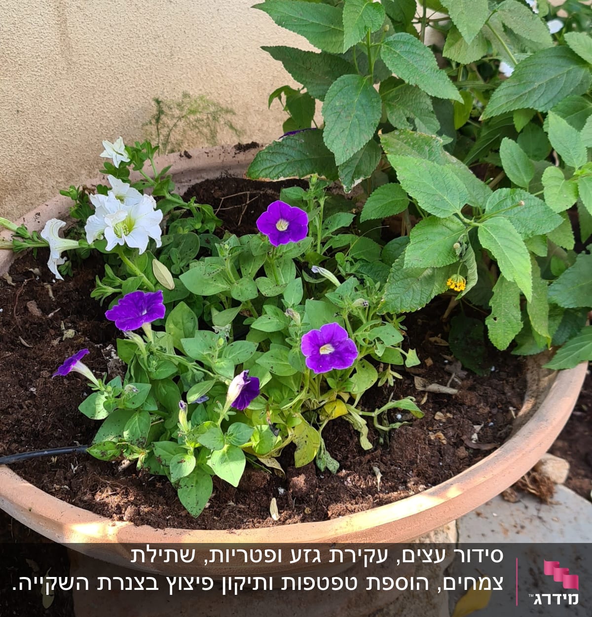 עציץ חרס עם פרחים סגולים ולבנים